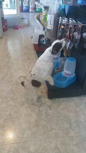 Como El Perro Y El Gato