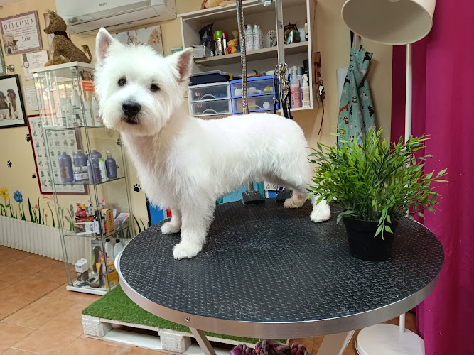 Negocio Confort Animal G.e.l.