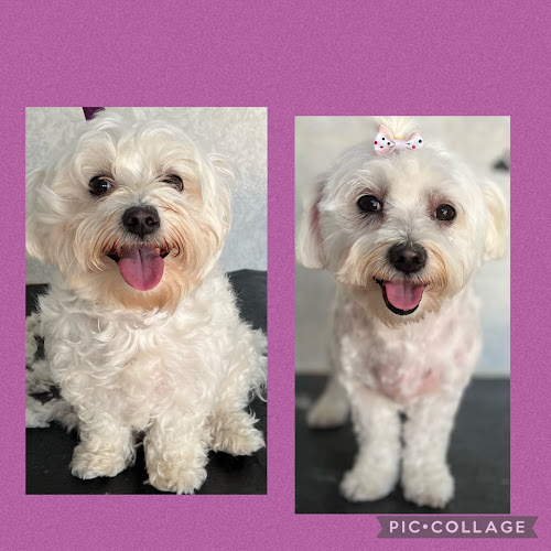 Negocio Dayana Peluqueria Canina Y Felina