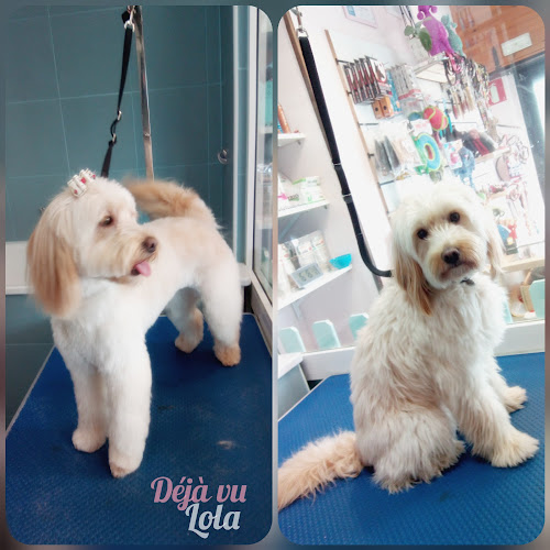 Negocio Déjà Vu Peluquería Canina & Groomer Academy
