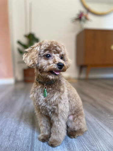 Negocio Despeluchados - Peluquería Canina Cambrils