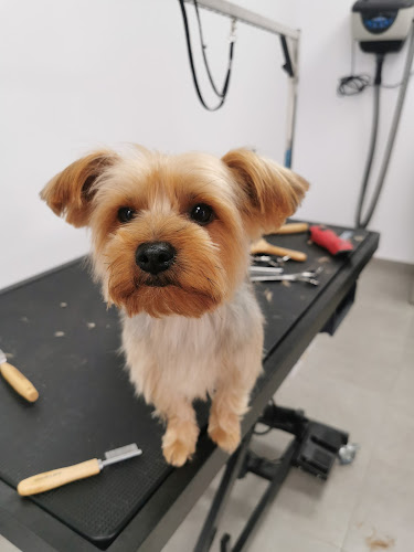 Negocio Despelutxats