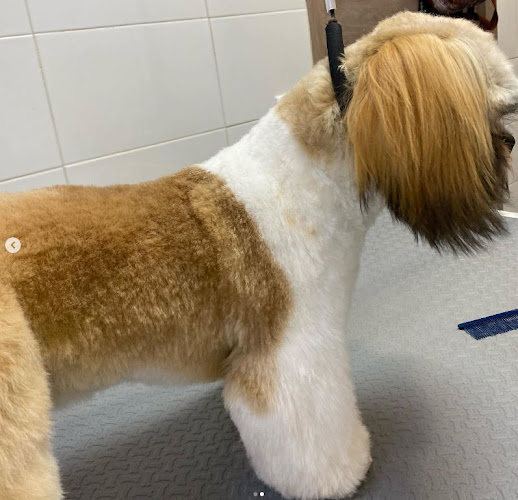 Negocio Dia De Pelos