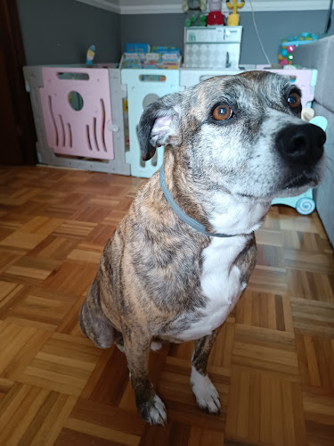 Negocio Dobby Peluquería Canina