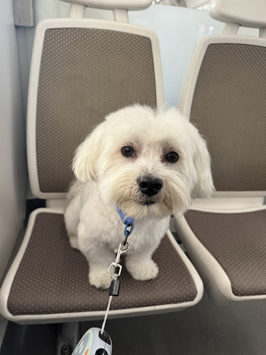 Negocio Easo Peluquería Canina