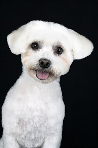 Ecolavakan Peluqueria Canina Y Boutique