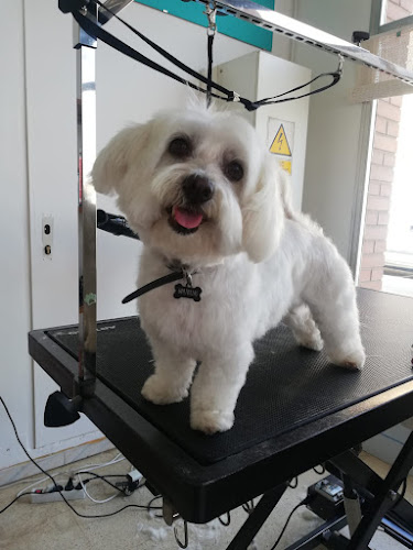 Negocio El Racó Dels Peluts