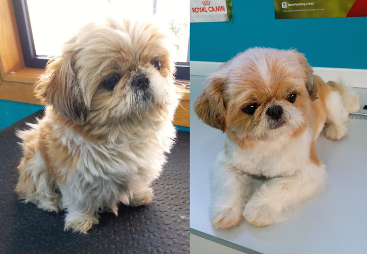 Negocio El Rincón De Tu Mascota