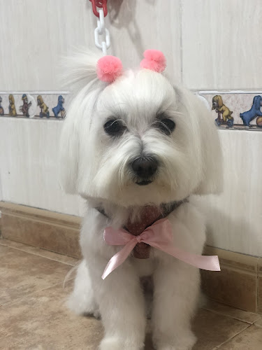 Negocio El Salón Canino