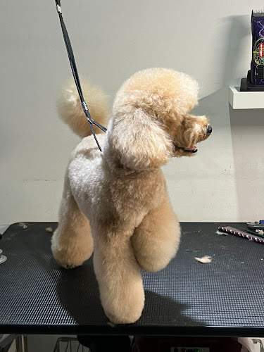 Negocio Elís Peluquería Canina