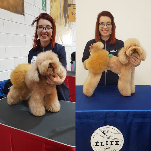 Negocio Élite Salón Canino - Peluqueria Canina Y Academia En Pola De Siero