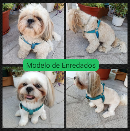 Negocio Enredados Peluquería Canina