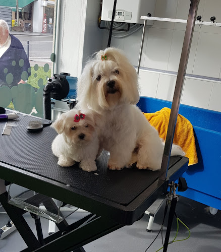 Negocio Entre Pelos Y Burbujas