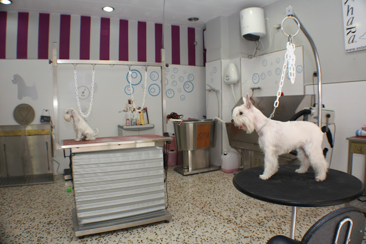 Negocio Estética Canina Castellón - Peluquería Canina Para Tu Perro