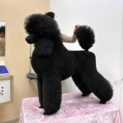 Negocio Estilista Canina Sandra Navarro