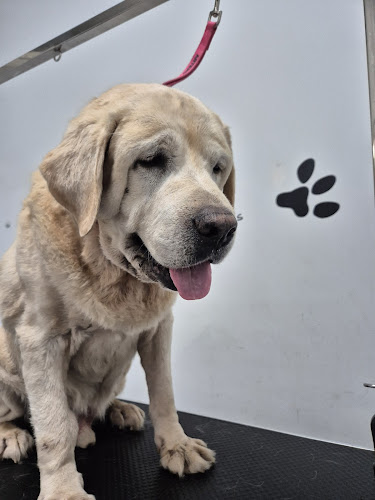 Negocio Garbi Kan, Peluquería Canina, Autolavado De Perros