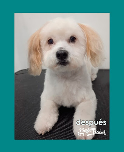 Negocio Garbitxakur Sarriko. Peluquería Canina, Felina Y Autolavado De Mascotas