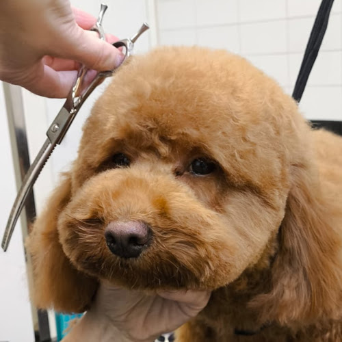 Good Groomers
