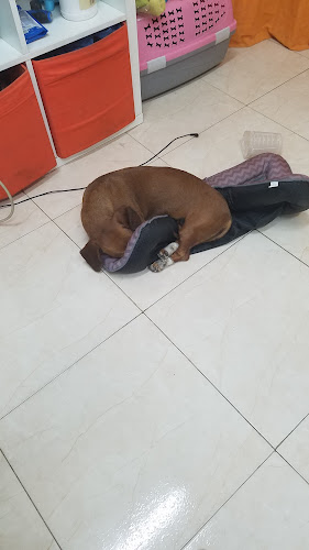Gos Feliç