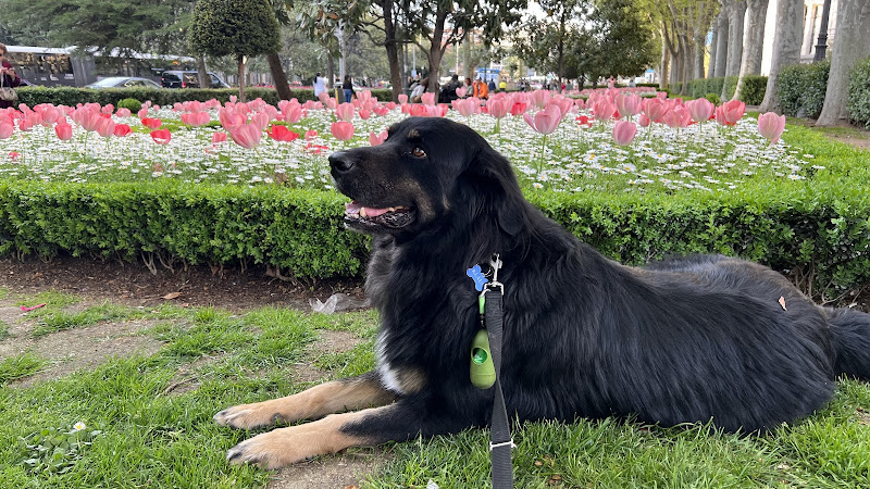 Negocio Guau... Pos! Peluquería Canina