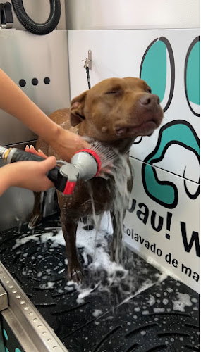 Negocio Guauwash Castro-Urdiales