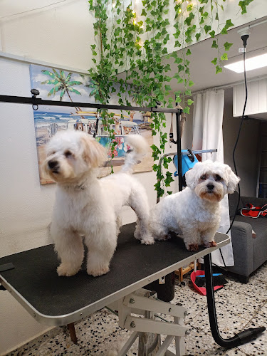 Negocio Hain·k Peluquería Canina