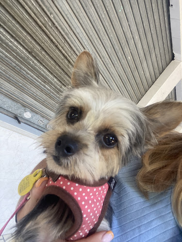 Negocio Hakuna Matata