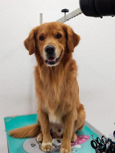 Happy Doggies L Peluquería Canina En Carabanchel
