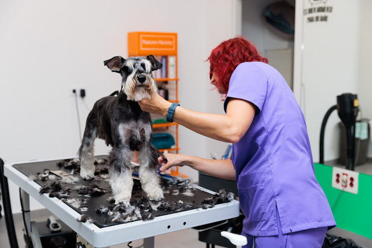 Negocio Hospital Veterinario Ciudad De Lugo
