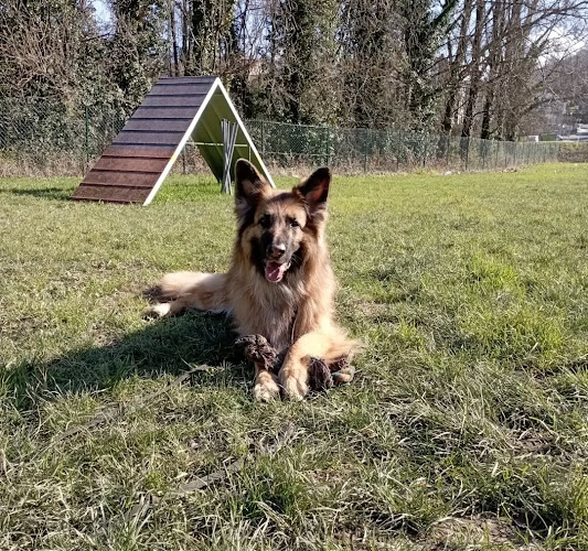 Negocio Hotel Canino Y Guardería De Día En San Sebastián / Box Txakurrenea