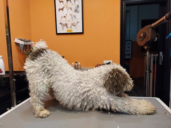 Negocio Inma Allende Peluquería Canina