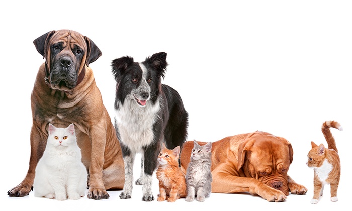 Jornada Esterilización En Perros Y Gatos Valencia