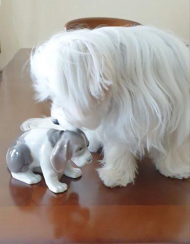 Negocio Kiwoko. Mundo Animal