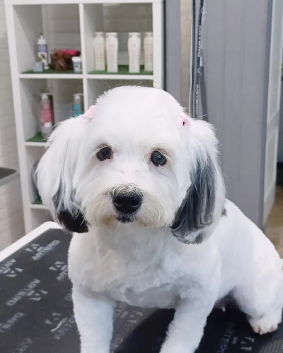 Negocio La Casita De Kenai - Peluquería Canina