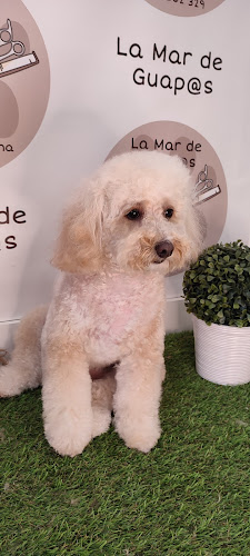 Negocio La Mar De Guapos. Peluqueria Canina