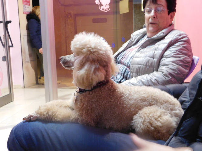 Negocio La Pelu Del Gos