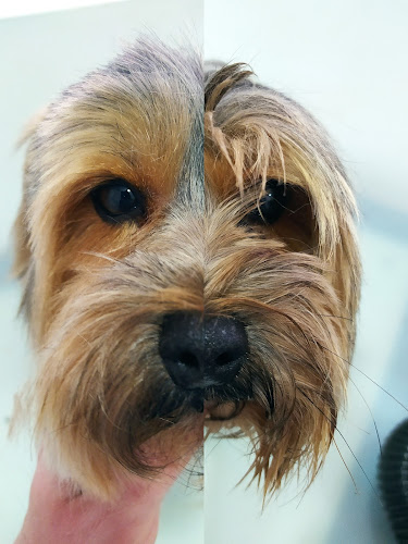 Negocio La Peluquería Canina