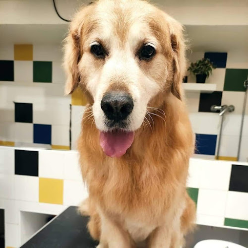 Negocio La Perruquería De Oviedo - Peluquería Para Perros