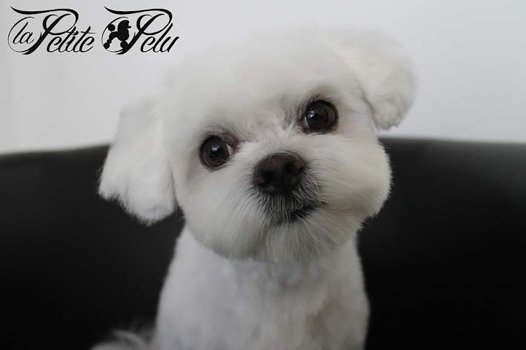 Negocio La Petite Pelu-Salón De Peluquería Canina Y Spa