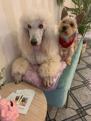 Negocio Lana Estilismo Canino, Peluqueria Canina En Almazora