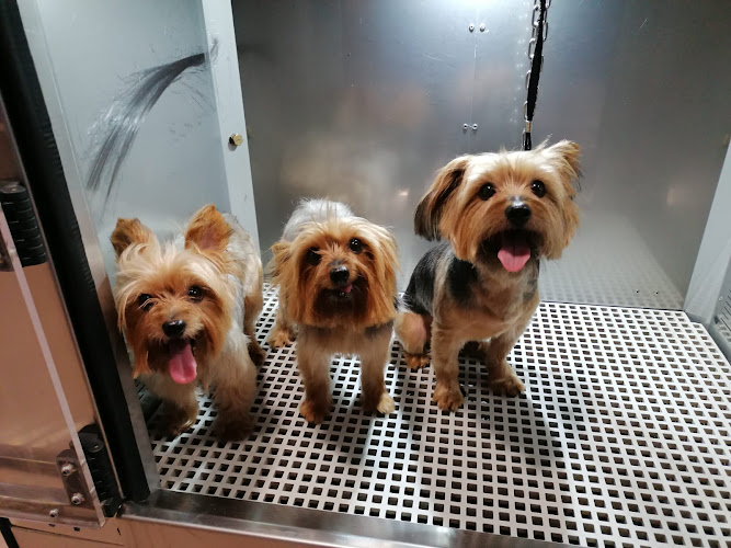 Negocio Lavakan | Spa De Mascotas