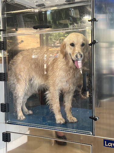 Negocio Lavakan | Spa Per A Mascotes