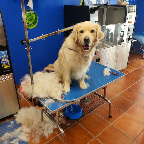 Negocio Lavakan | Spa Per Mascotes