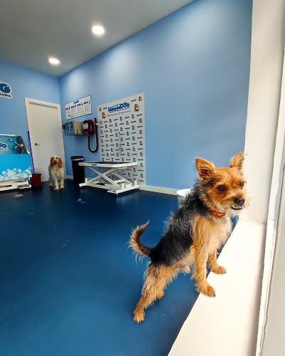 Negocio Limpiadog Buenavista. Peluquería Canina, Autolavado Y Tienda.