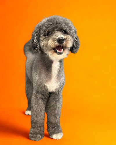 Negocio Lin Dog Barber