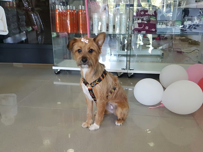 Negocio Linda Diaz Peluqueria/Estetica Canina Y Felina