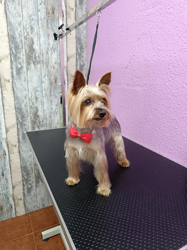 Negocio Lindogs & Cats