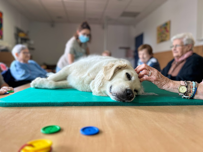 Negocio Link A Dogs - Teràpia Amb Gossos - Terapia Con Perros Tarragona - Educación Canina Y Adiestramiento