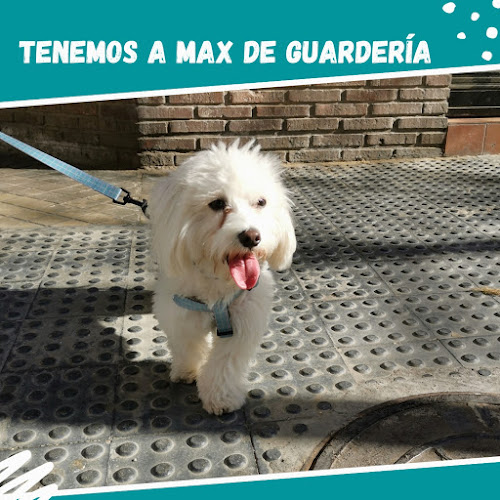 Negocio Love Pets Peluquería Y Guardería Canina