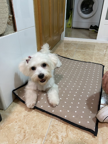 Madagascar Mascotas - Cc. Carrefour San Juan